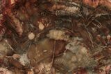 Polished, Colorful Petrified Wood (Araucaria) Slab - Madagascar #191383-1